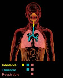 Diagram showing the different areas of the lungs, referred to in air sampling as inhalable, thoracic and respirable