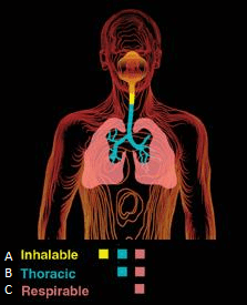 Image showing the Various Areas of the Lungs